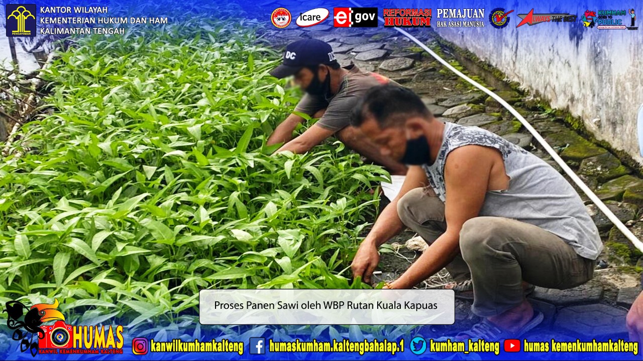 Tingkatkan Program Ketahanan Pangan, Rutan Kuala Kapuas Kembali Panen Sawi
