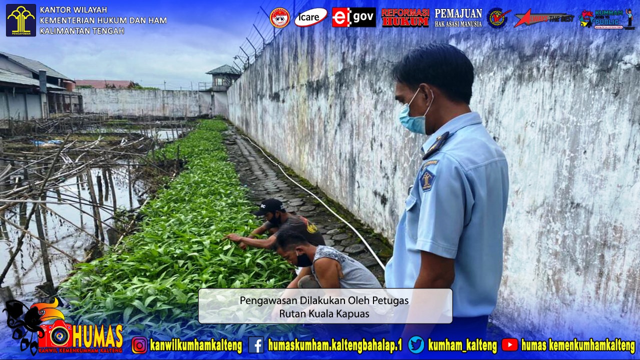 Tingkatkan Program Ketahanan Pangan, Rutan Kuala Kapuas Kembali Panen Sawi