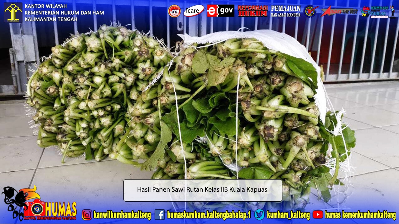 Tingkatkan Program Ketahanan Pangan, Rutan Kuala Kapuas Kembali Panen Sawi