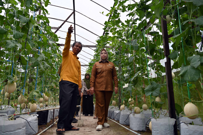 Bupati Hj. Nurhidayah Panen Melon di P4S Karya Baru Mandiri Desa Kubu
