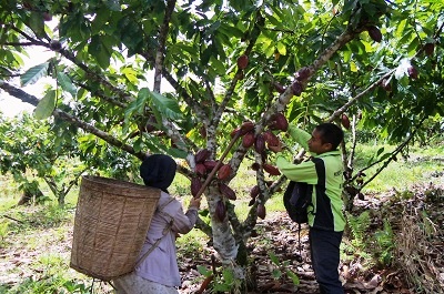 Murung Raya Kembangkan 3 Komoditas ini