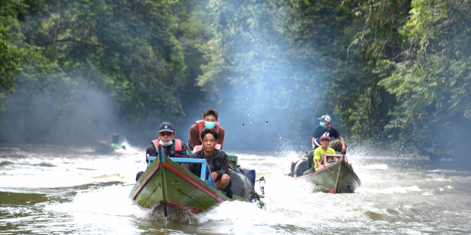 Menandai Hari Primata Internasional, 8 Orangutan Hidup Bebas Di TN Bukit Baka Bukit Raya