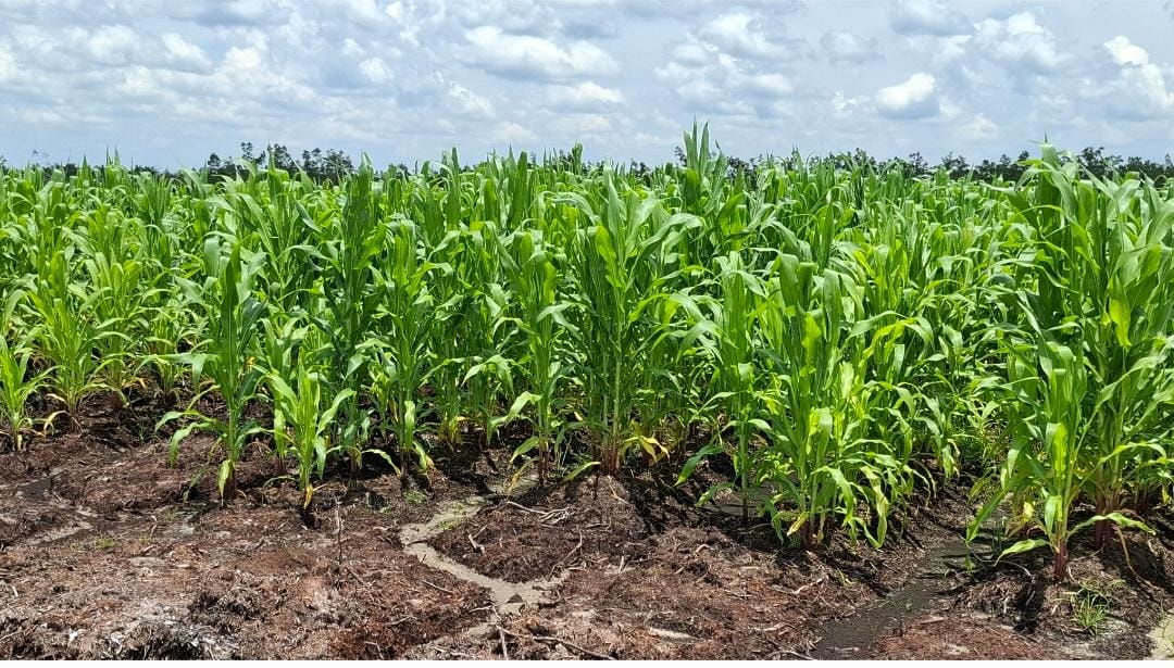 Tingkatkan Produktivitas Jagung Program Swasembada Pangan  dengan Teknologi Benih Unggul Hibrida