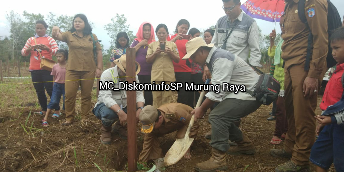 Melalui Lada: Desa Batu Tojah Kembangkan Peran BUMDES