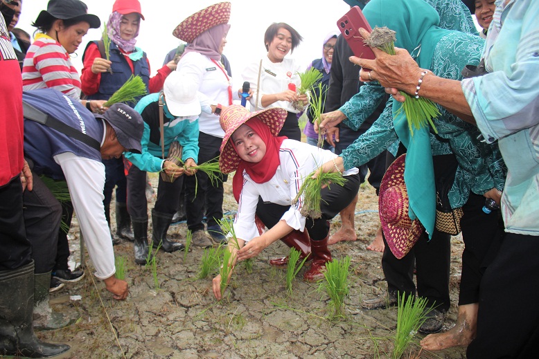 Pj. Bupati Barsel Lakukan Penanaman Perdana Padi Biofortifikasi