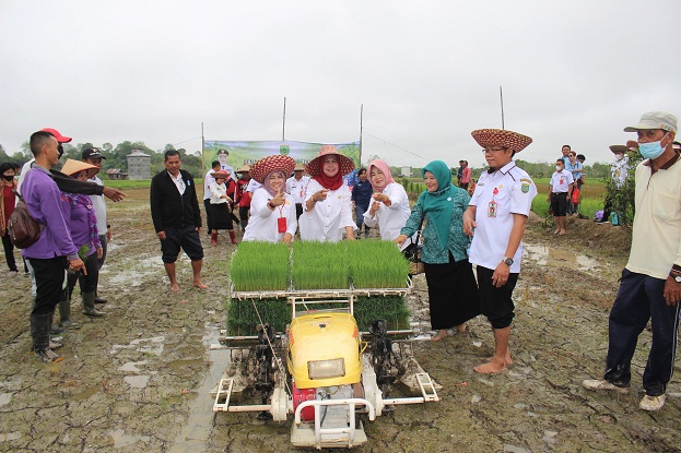 Pj. Bupati Barsel Lakukan Penanaman Perdana Padi Biofortifikasi