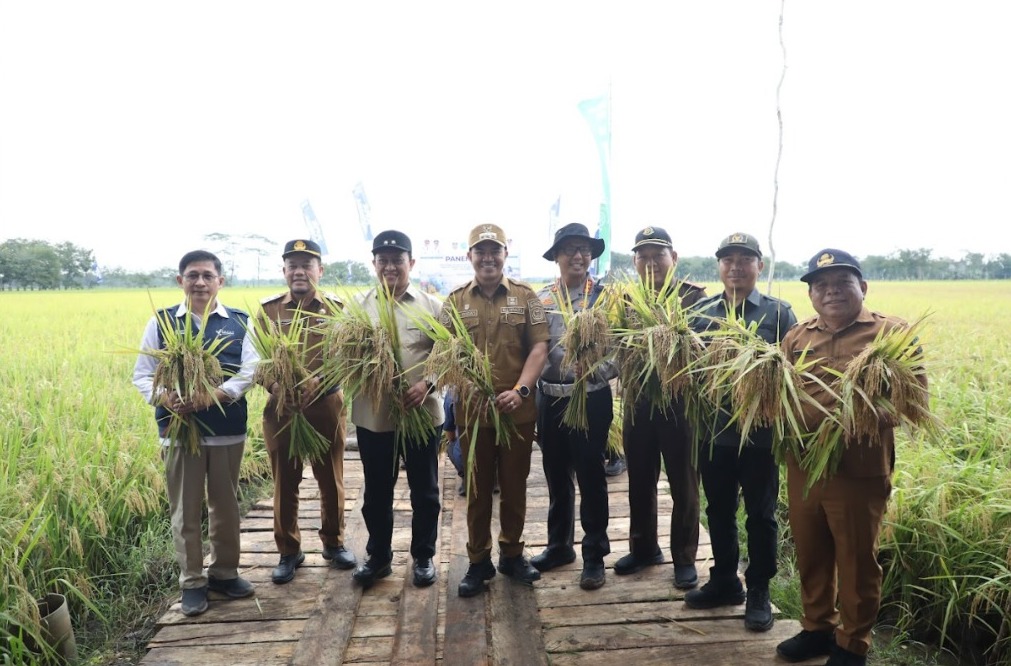 Pemprov Kalteng Tegaskan Komitmen  Program Ketahanan Pangan  Melalui Panen Raya Demplot Padi di  Lokasi  lahan OPLA Pulang Pisau