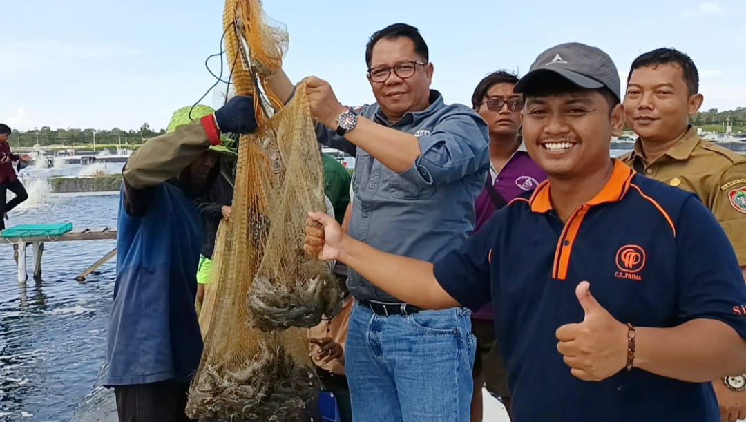 Produksi Meningkat, Shrimp Estate Berkah Kembali Hasilkan 4,8 Ton Udang Vaname