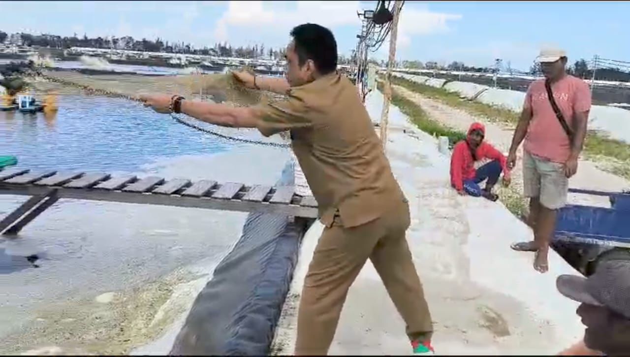 Produksi Meningkat, Shrimp Estate Berkah Kembali Hasilkan 4,8 Ton Udang Vaname