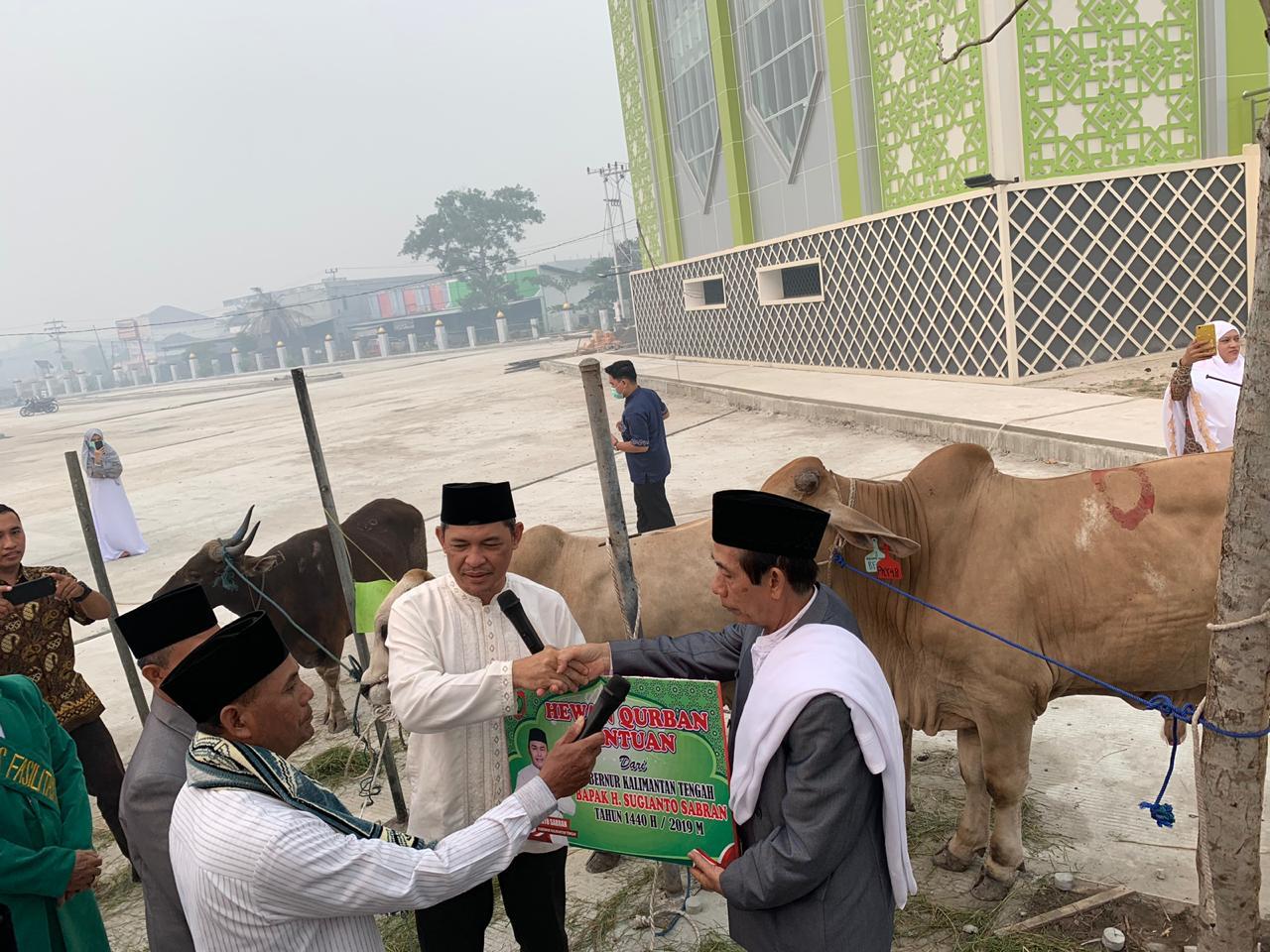 100 Ekor Sapi Kurban Bantuan Gubernur Kalteng H. Sugianto Sabran Diserahkan Kepada Panitia Kurban Untuk Dibagikan