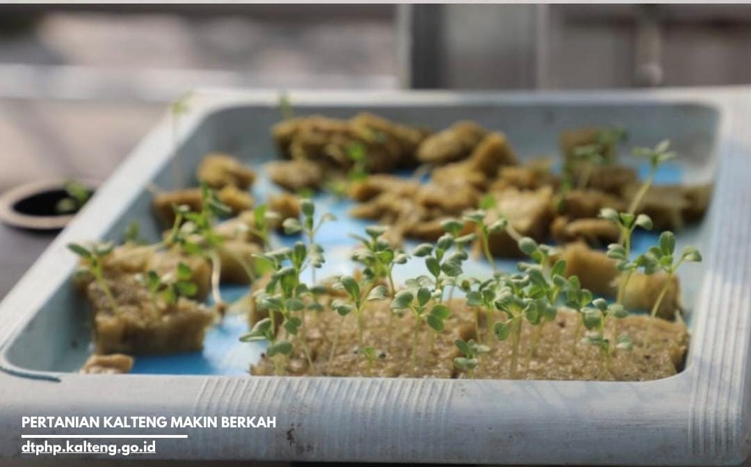 Hidroponik Hemat Lahan, Siswa Magang Belajar Produksi Sayuran Sehat 