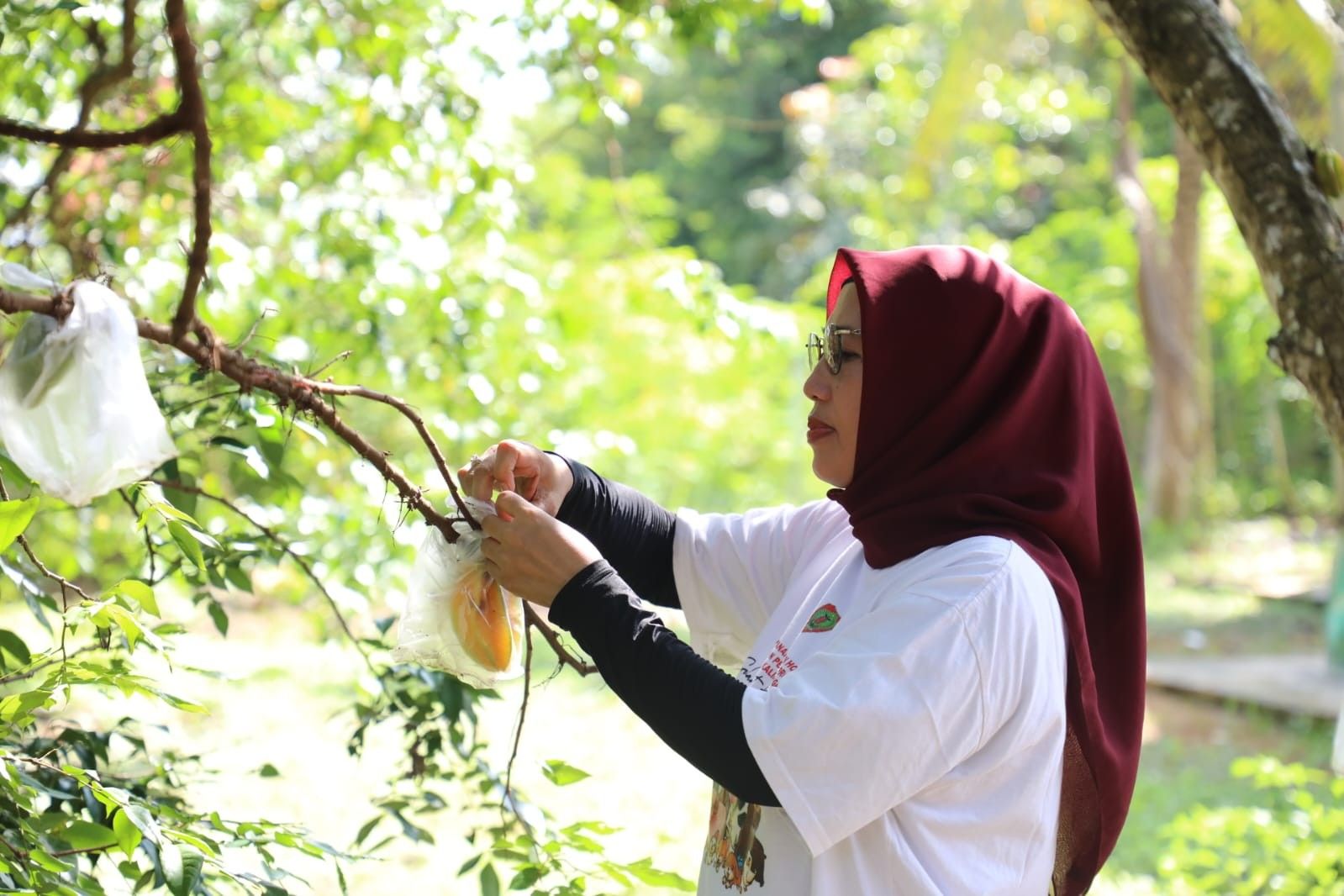 Cek Kondisi Green House, Bibit dan Tanaman Hortikultura, Kepala Dinas TPHP Prov. Kalteng Kunjungi IPBH