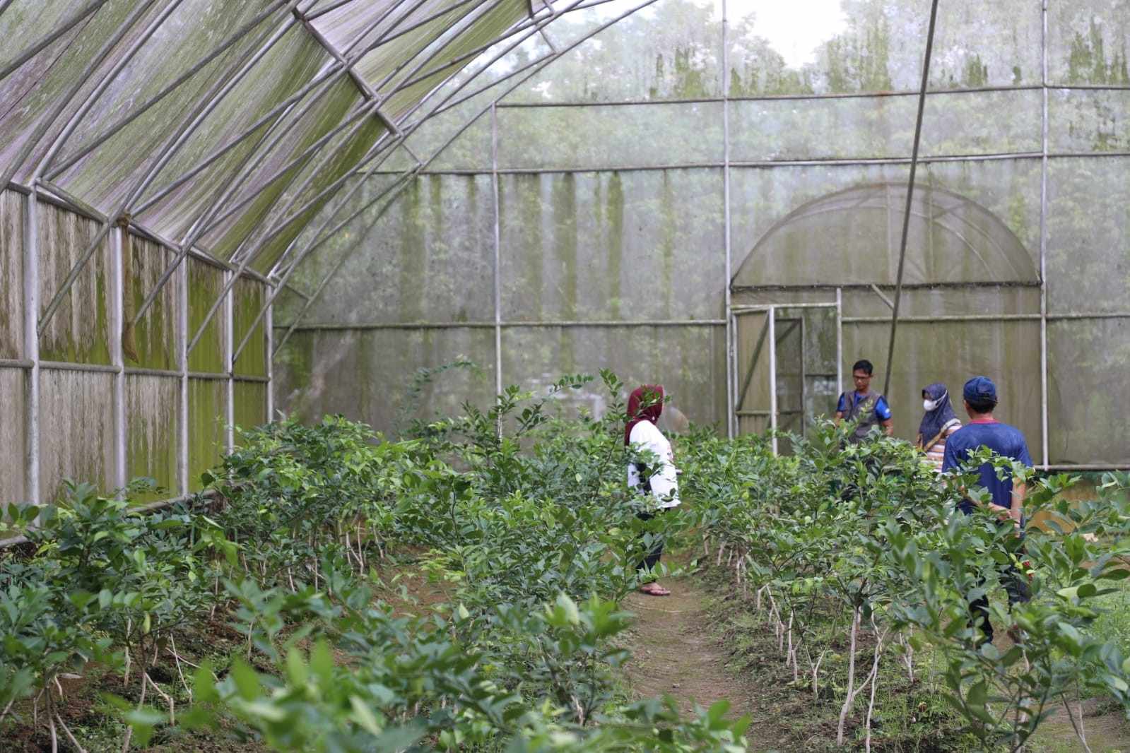Cek Kondisi Green House, Bibit dan Tanaman Hortikultura, Kepala Dinas TPHP Prov. Kalteng Kunjungi IPBH