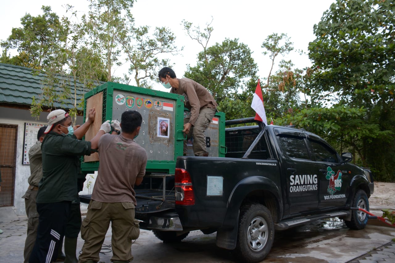 6 Orangutan Kembali Dilepasliarkan ke Taman Nasional Bukit Baka Bukit Raya