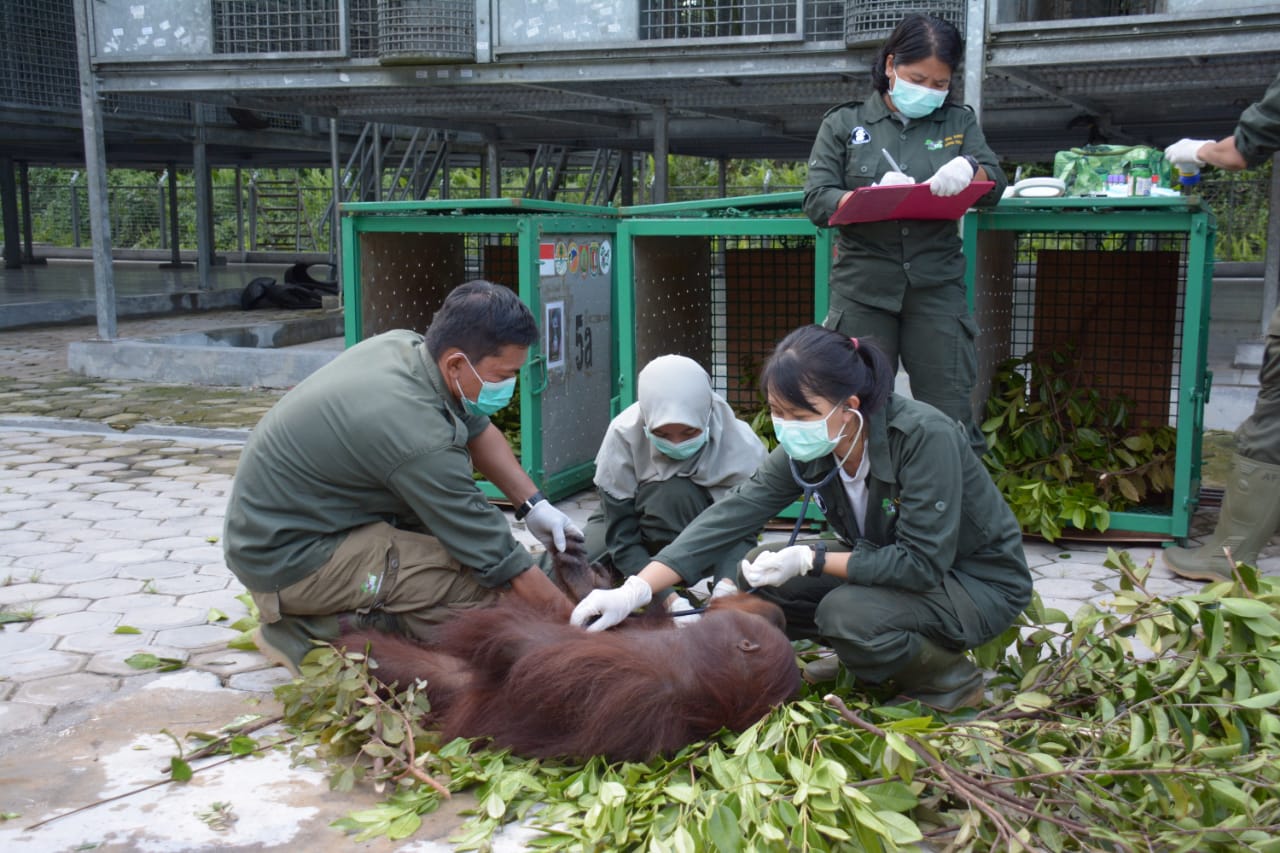 6 Orangutan Kembali Dilepasliarkan ke Taman Nasional Bukit Baka Bukit Raya
