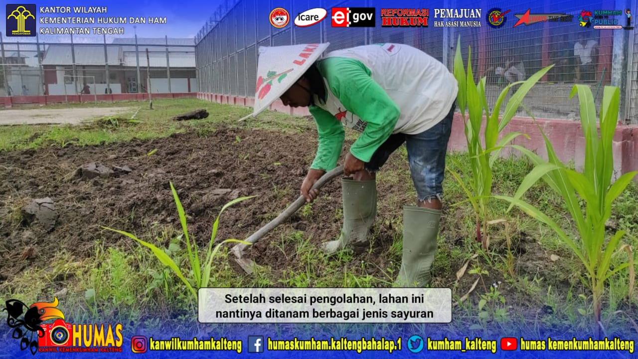 WBP Lapas Sukamara Siapkan Lahan Untuk Berkebun