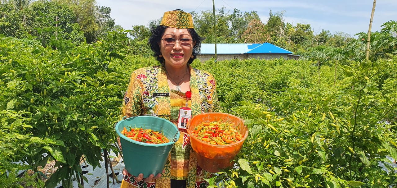 Solusi Sederhana Dinas Ketahanan Pangan Kalteng Atasi Harga Cabai yang Semakin Pedas