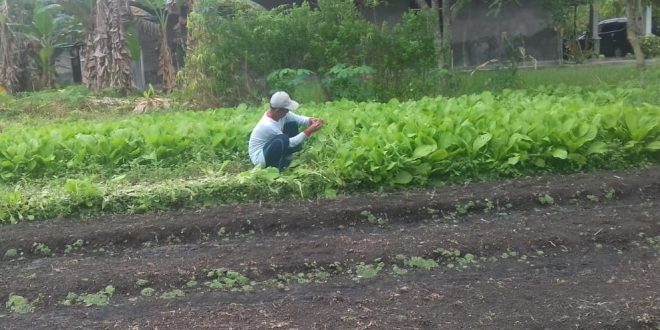 Petani Kalampangan Panen Sayur Sawi