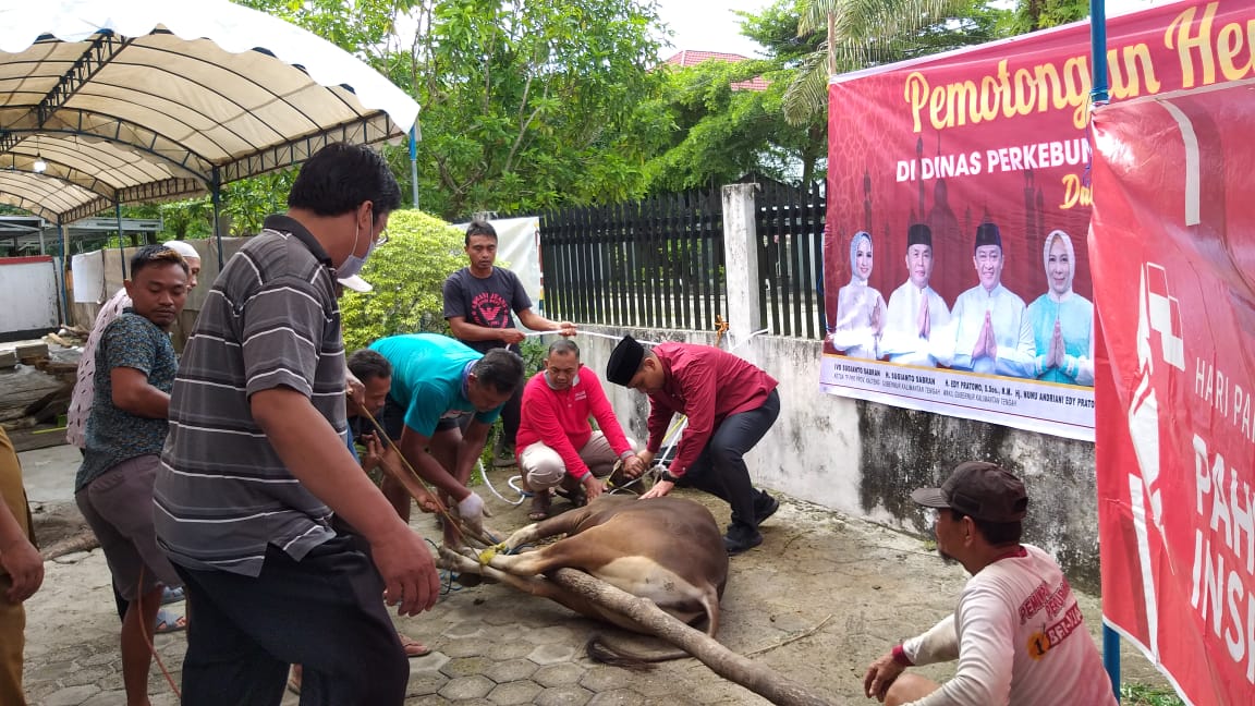 Rayakan Iduladha 1443 Hijriah, Disbun Prov. Kalteng Potong Tiga Ekor Sapi Kurban
