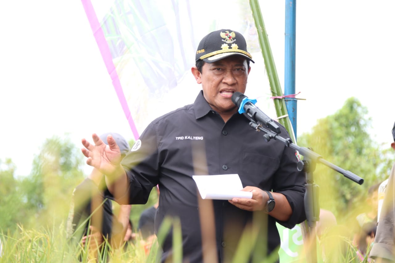 Wagub Edy Pratowo Panen Perdana Padi Inbrida di Desa Damparan Kabupaten Barsel