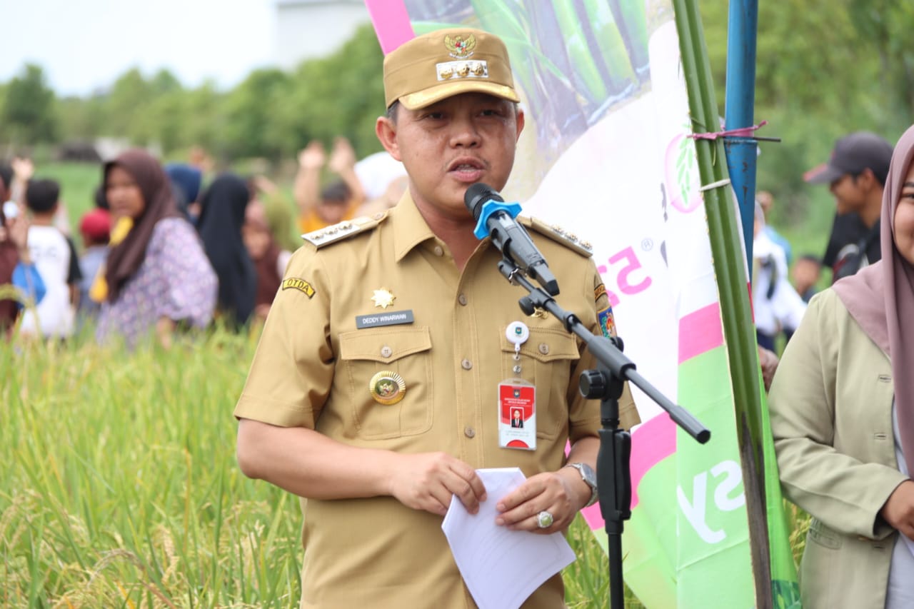 Wagub Edy Pratowo Panen Perdana Padi Inbrida di Desa Damparan Kabupaten Barsel