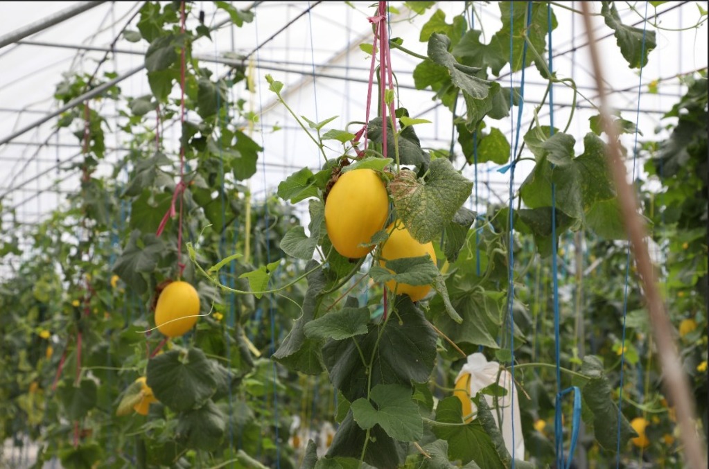 Terapkan Teknologi Smart Green House, Dinas TPHP Prov Kalteng panen melon berkualitas tinggi 