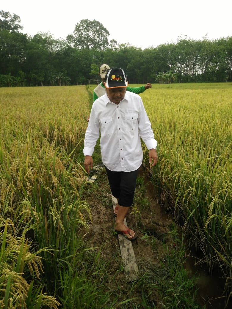 Peran Pengawas Benih Tanaman Dalam Mendukung Perbenihan  di Kalimantan Tengah