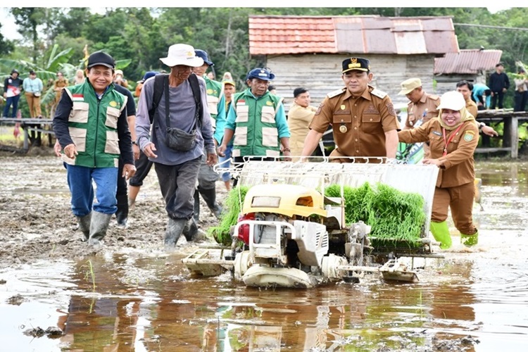 Dukung Sektor Pertanian, Wabup Khristianto Yudha Tanam Padi Bersama di Sawah Rubang