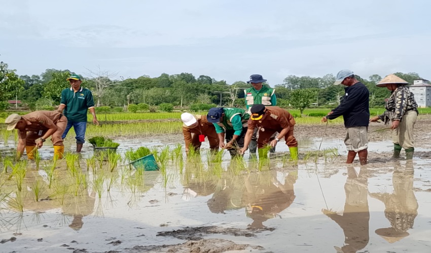 Dukung Sektor Pertanian, Wabup Khristianto Yudha Tanam Padi Bersama di Sawah Rubang