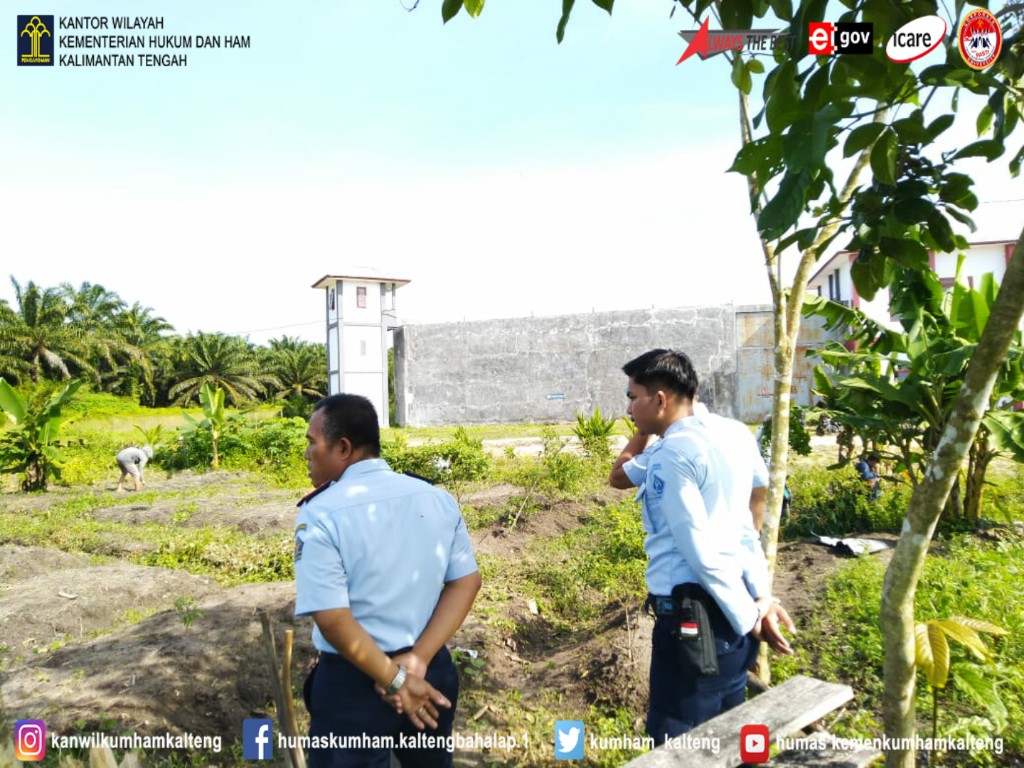 Pemanfaatan Lahan Luas, WBP Lapas Sukamara Tanam Jagung Manis