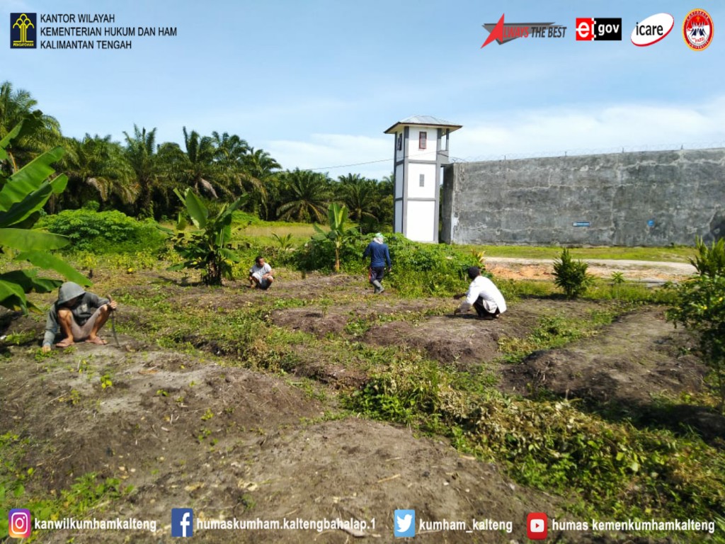Pemanfaatan Lahan Luas, WBP Lapas Sukamara Tanam Jagung Manis