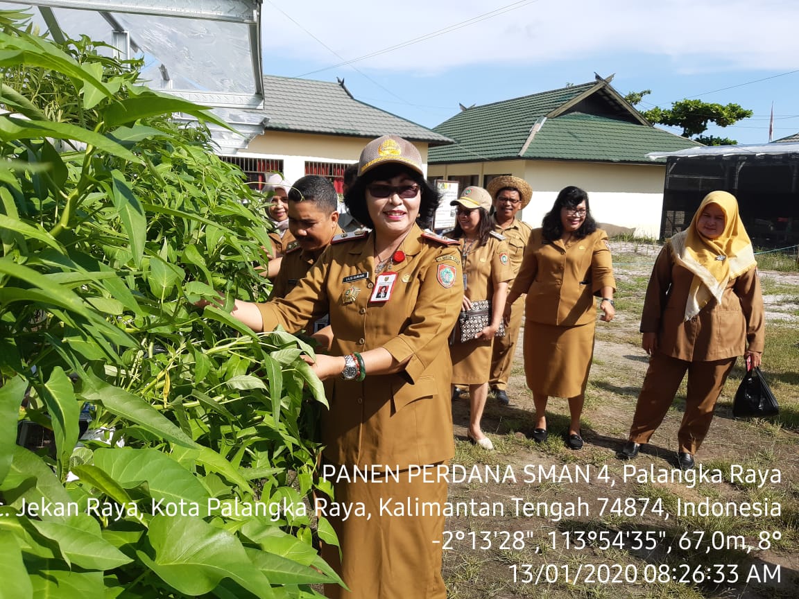 SMA NEGERI 4 PALANGKA RAYA PANEN PERDANA PROGRAM PERTANIAN MASUK SEKOLAH (Tani MaS) 