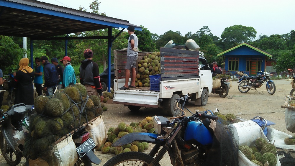 Durian Lokal Lintas Daerah Dan Provinsi Asal Murung Raya