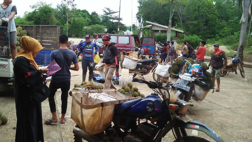 Durian Lokal Lintas Daerah Dan Provinsi Asal Murung Raya