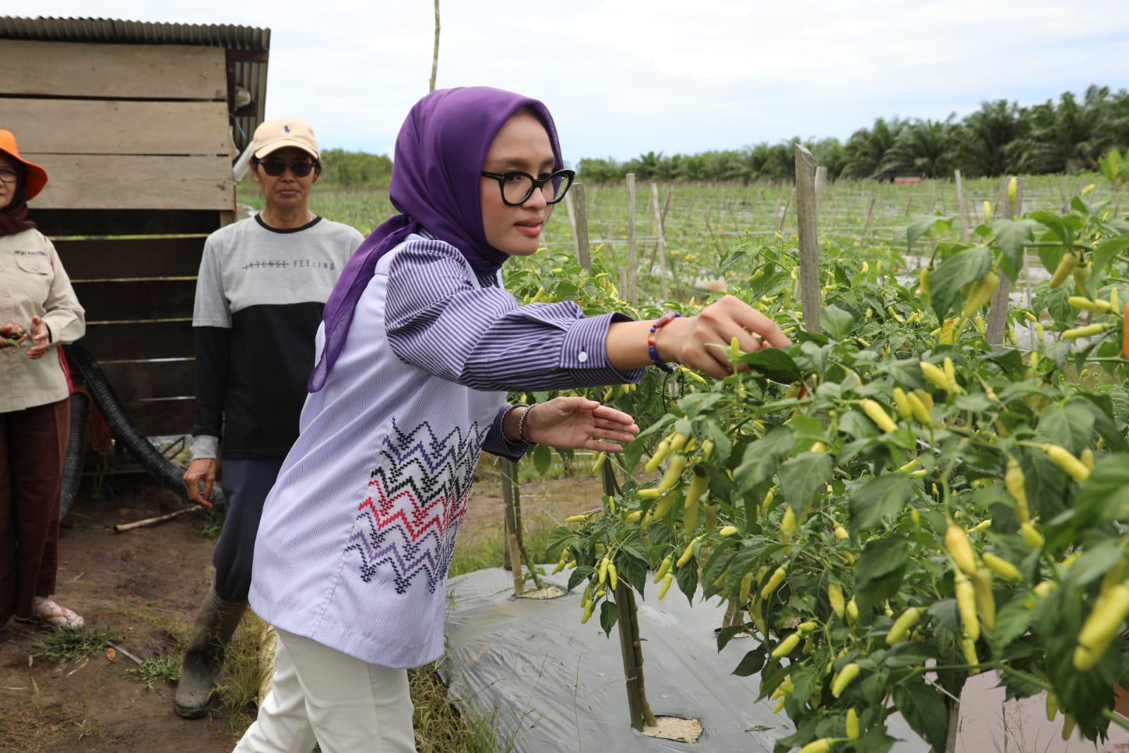 Gubernur Sugianto Sabran : Potensi Pertanian Kalteng Terbuka Lebar Bagi Kaum Milenial yang Optimis dan Siap ``Hantak Siku`` 