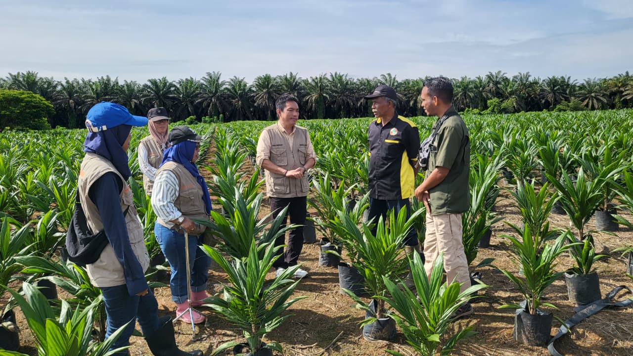 Jamin Peredaran Benih Bermutu, Disbun Prov Kalteng Gencarkan Sertifikasi Benih Kelapa Sawit
