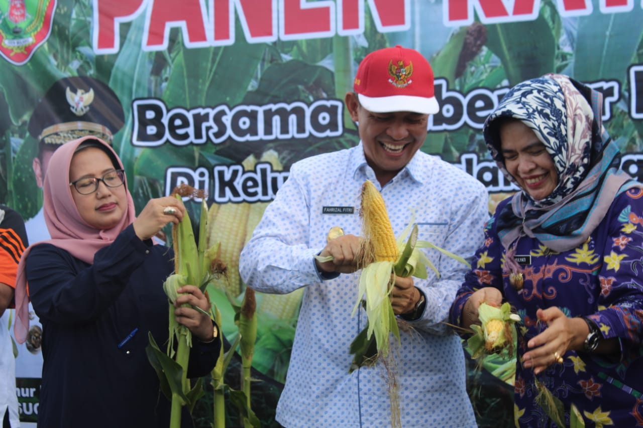 Persiapan Pemecahan Rekor MURI, Sekda Lakukan Panen Raya Jagung di Kalampangan