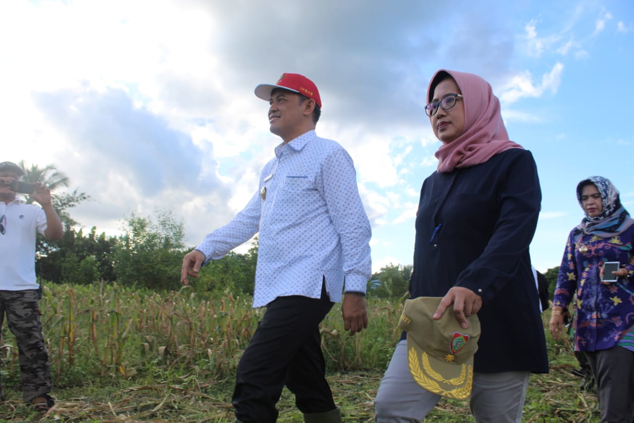 Persiapan Pemecahan Rekor MURI, Sekda Lakukan Panen Raya Jagung di Kalampangan