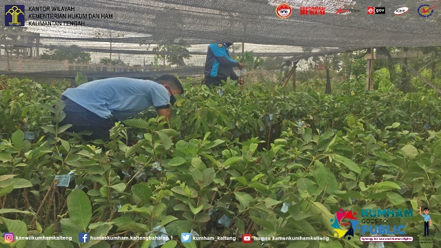 Lapas Sukamara Dapat Bantuan 80 Bibit Buah dari Dinas Kehutanan Sukamara