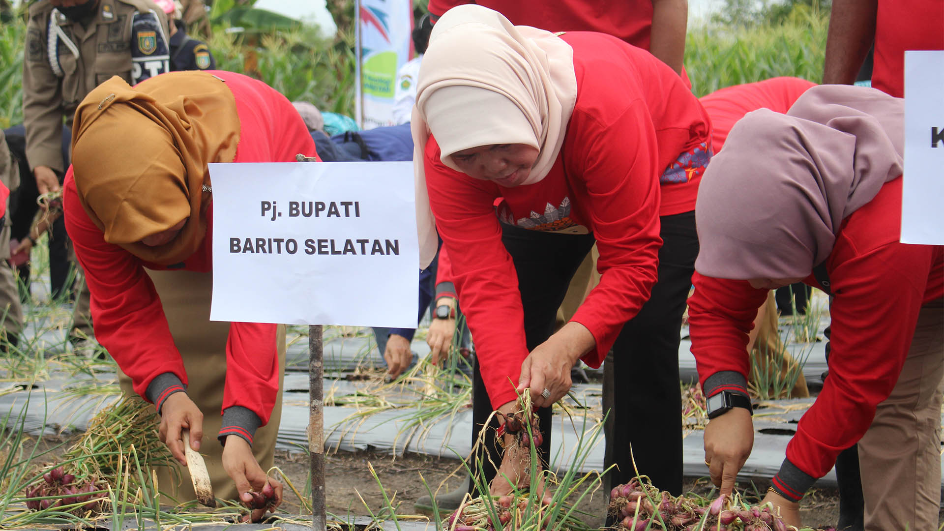 Pemkab Barsel Panen Perdana Bawang Merah