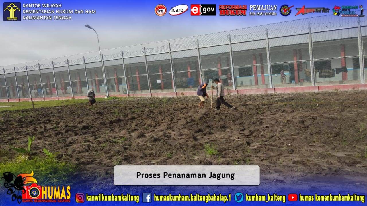 Terus Berupaya Untuk Produktif, WBP Lapas Sukamara Kembali Tanam Jagung
