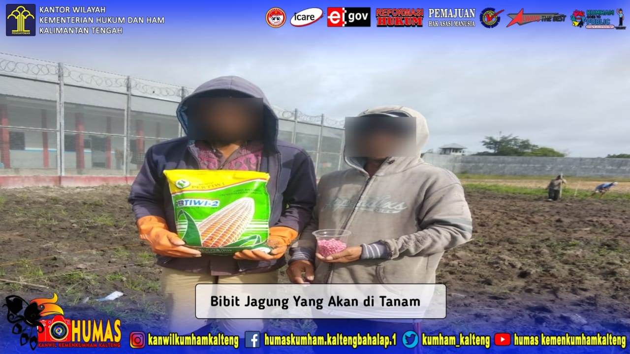 Terus Berupaya Untuk Produktif, WBP Lapas Sukamara Kembali Tanam Jagung