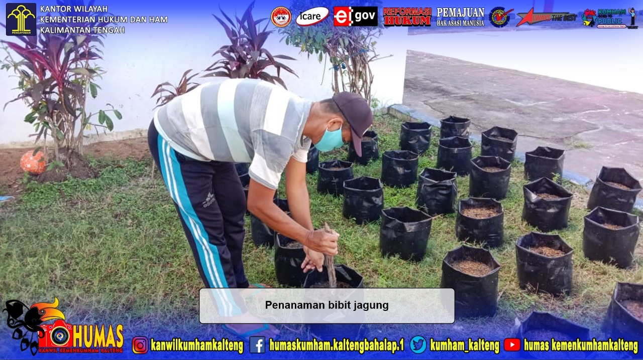 Budidaya Jagung Bentuk Ketahanan Pangan di Rutan Buntok