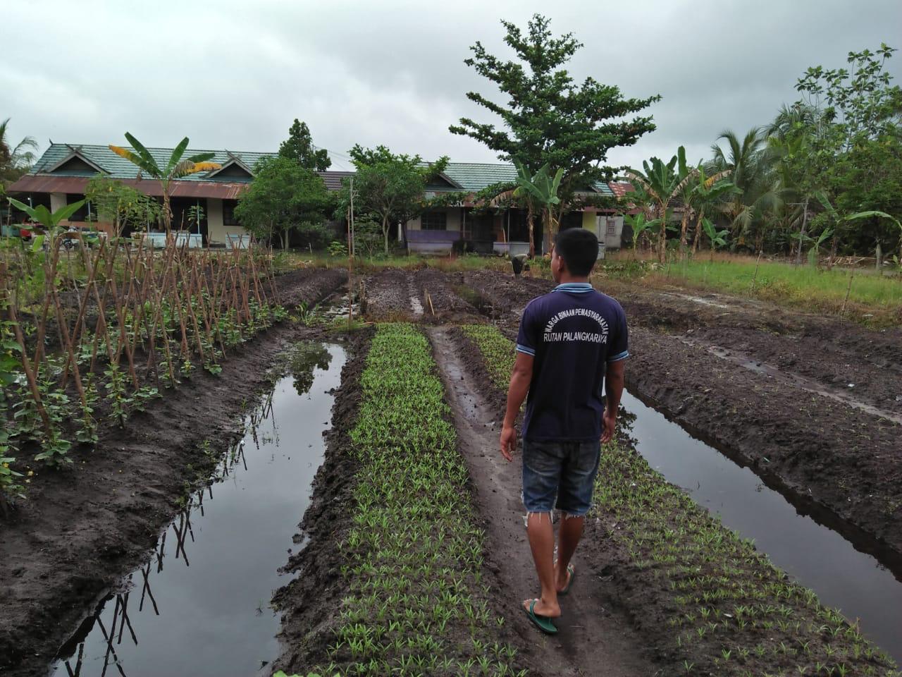 Rutan Kelas II A Palangka Raya Manfaatkan Lahan Kosong untuk Bercocok Tanam