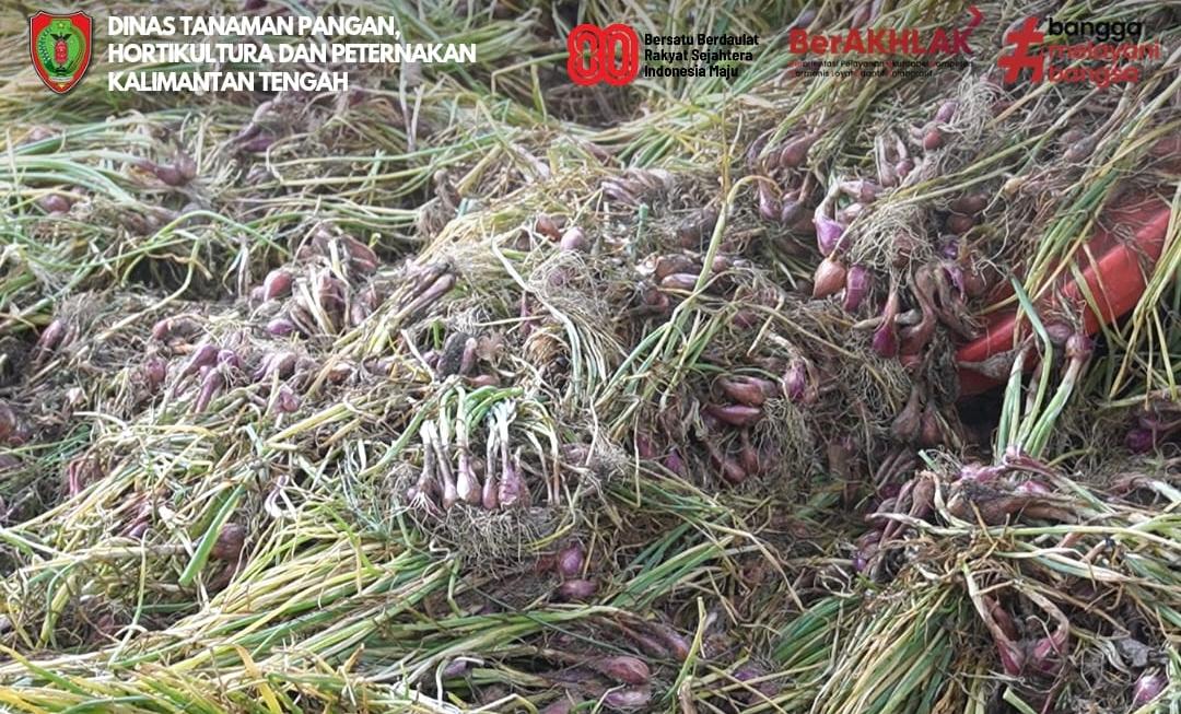 Dorong Produktivitas Petani, Dinas TPHP Prov Kalteng Dukung Panen Bawang Merah di Tangkiling