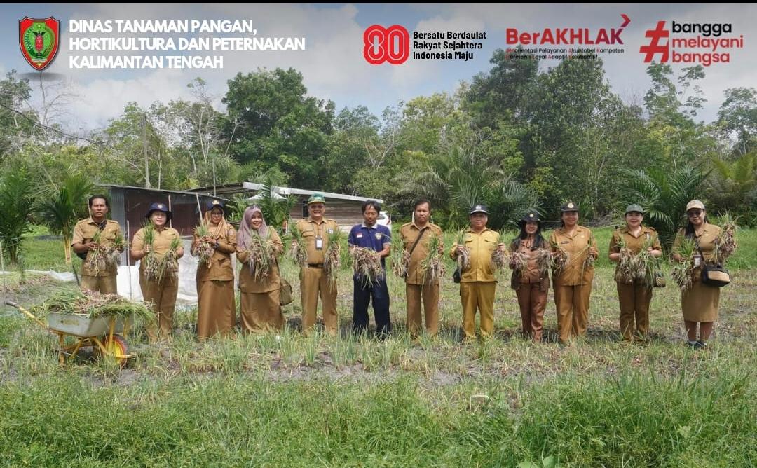 Dorong Produktivitas Petani, Dinas TPHP Prov Kalteng Dukung Panen Bawang Merah di Tangkiling