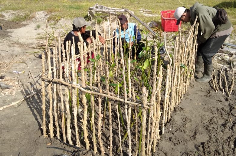 Pemprov Kalteng Tanam Vegetasi Pantai di Kawasan Shrimp Estate Berkah