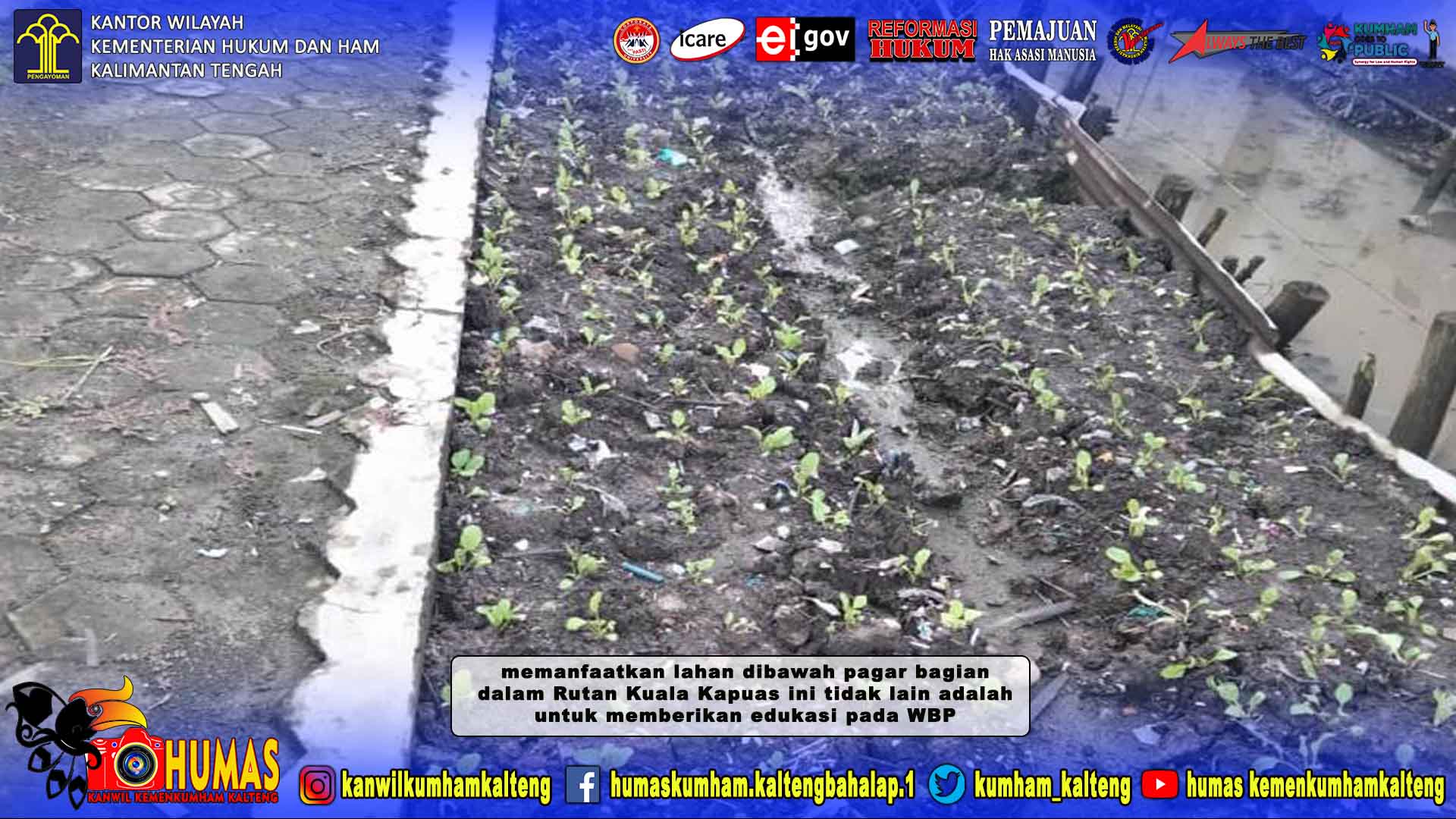 Walaupun Minim Space, WBP Rutan Kuala Kapuas Tetap Manfaatkan Lahan Untuk Ditanami Sayuran