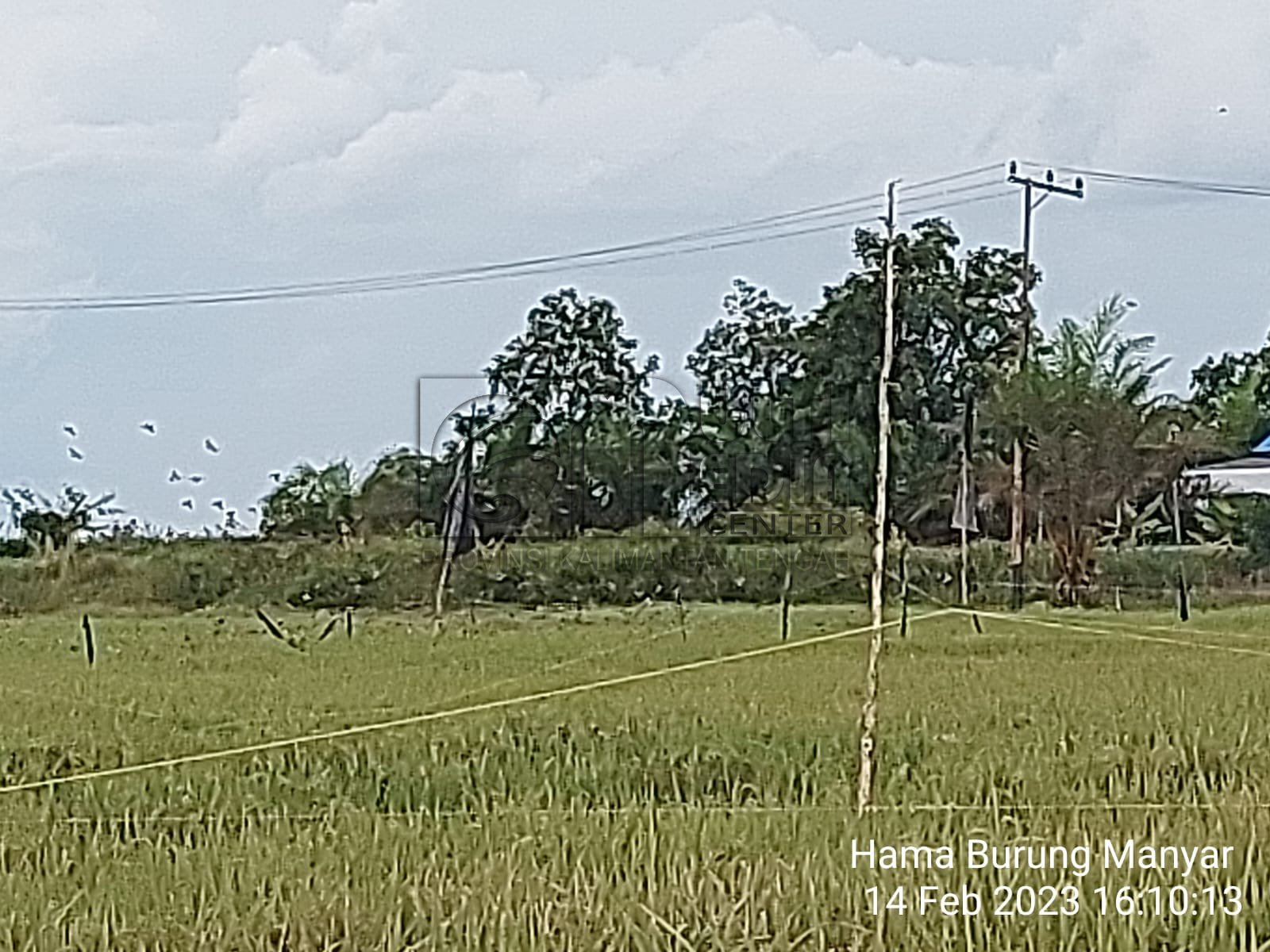 Waspada Hama Burung Manyar