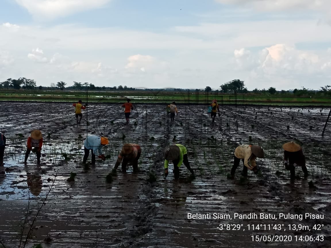 MENTERI PERTANIAN DAN GUBERNUR KALTENG TINJAU LOKASI LAHAN RAWA GAMBUT, DUKUNG PERCEPATAN TANAM PADI SEBAGAI UPAYA PROGRAM KETAHANAN PANGAN NASIONAL 